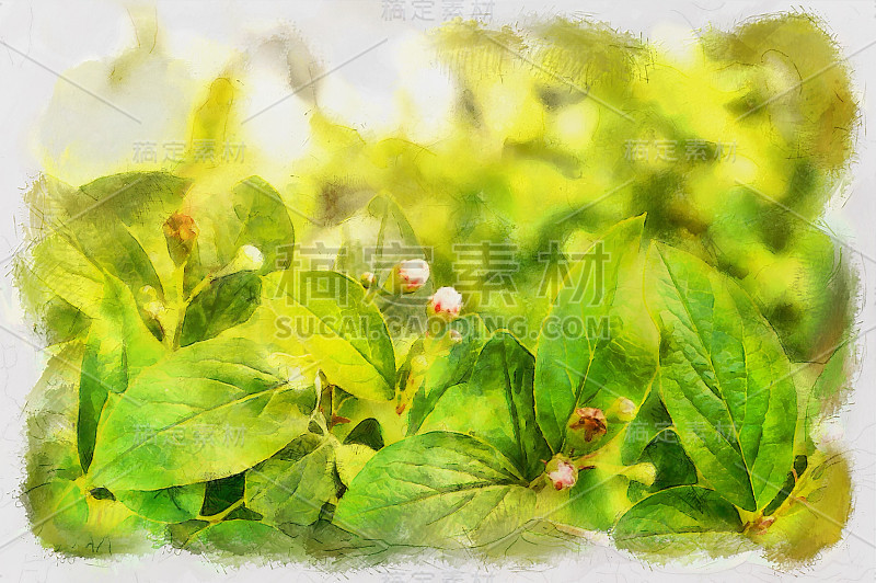 枸子属植物的花朵