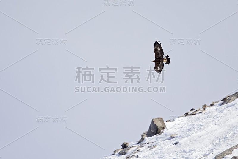 在瑞士阿尔卑斯山多云的天空前，一只金雕在高空翱翔。