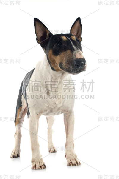 斗牛梗