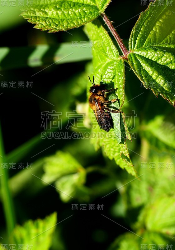 切叶蜂，百齿巨蜂，野蜂