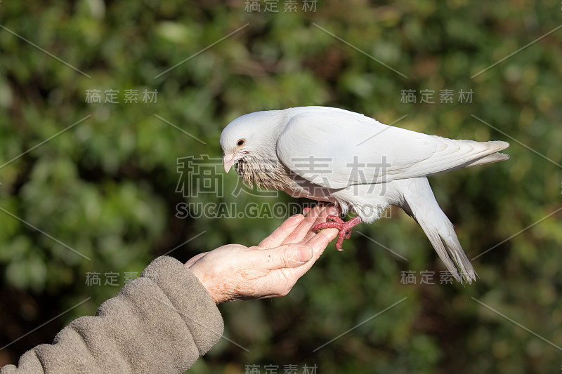 白鸽(白鸽)