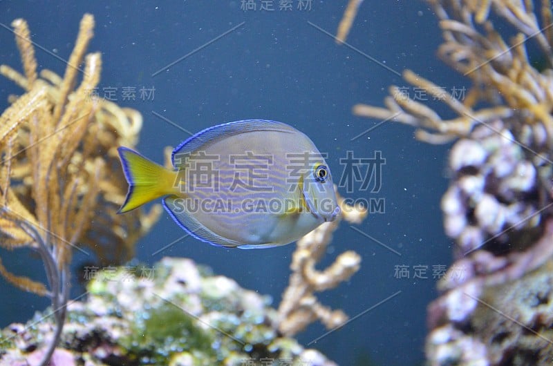 柏林水族馆里的热带鱼