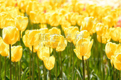 花园背景上盛开的黄色郁金香花