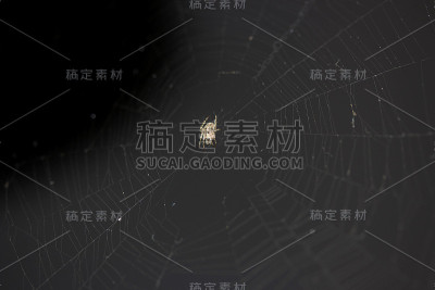 捕虫用的蜘蛛丝