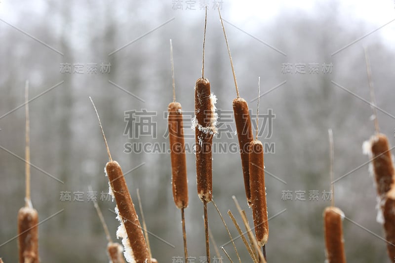 甘蔗布什特写