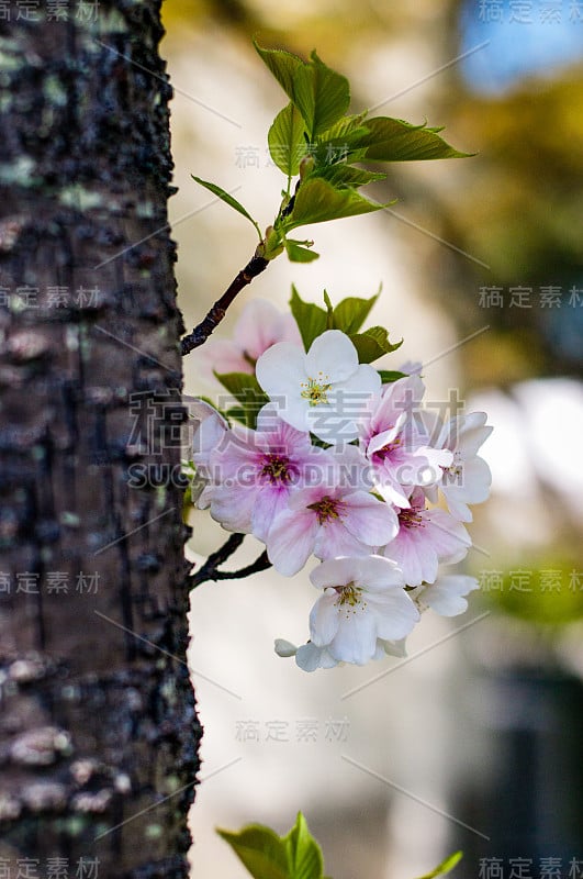 樱花樱花