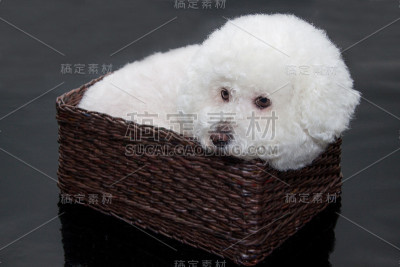 可爱的卷毛比熊坐在柳条篮子里。