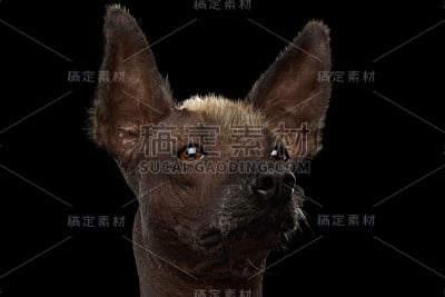 无毛墨西哥犬品种，工作室肖像上的黑色