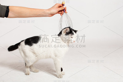在白色的背景上梳理、抓挠一只黑白相间的猫