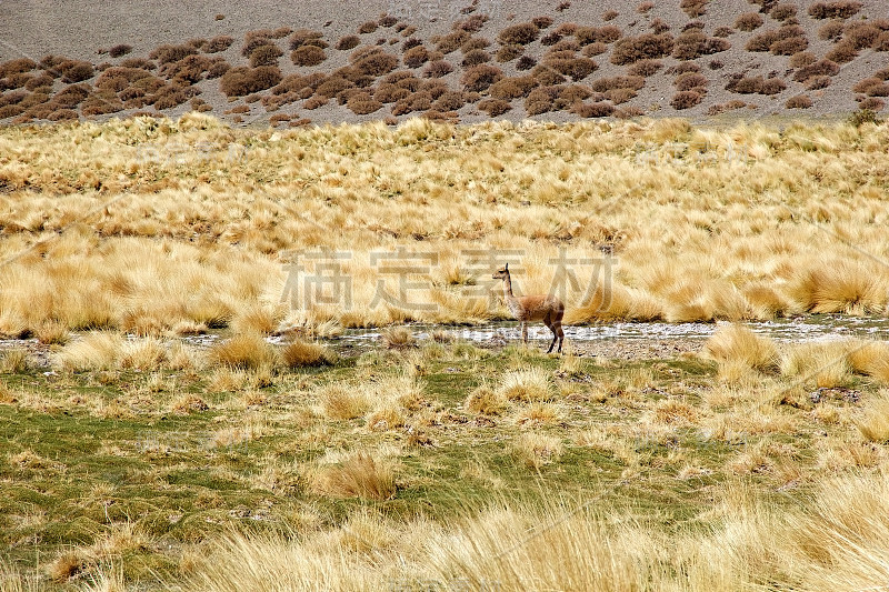 阿根廷阿塔卡马Puna，沿着Quebrada del Diablo的Vicuna