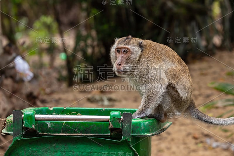 越南昆岛的猕猴