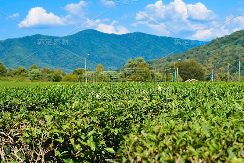 茶园的背景是群山和蓝天，天气晴朗晴朗