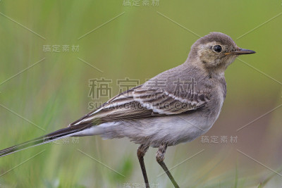 画像白色鹡鸰小鸟