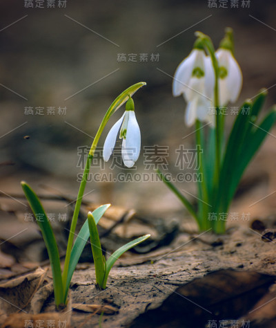 雪花莲