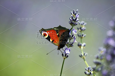 蝴蝶和鲜花