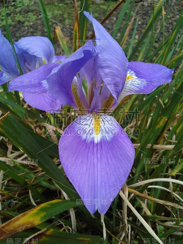 紫蝴蝶花在叶中