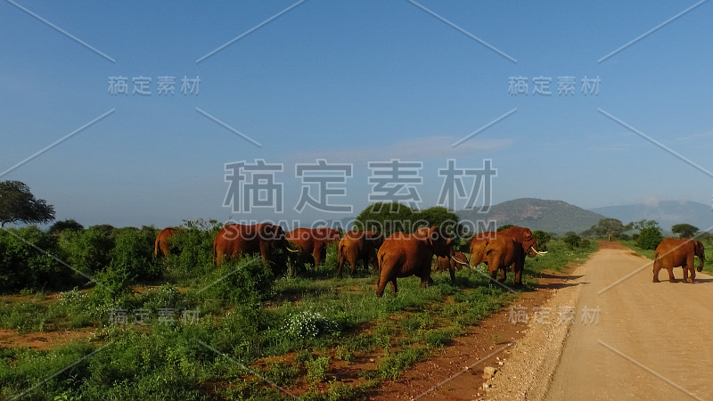 肯尼亚萨凡纳野生动物园的大象