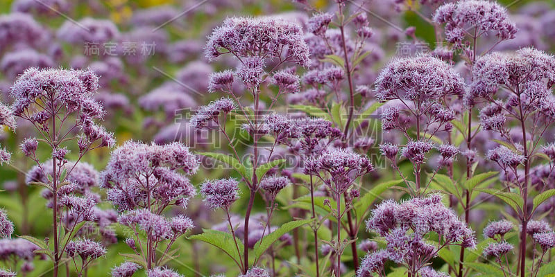 装饰公园或花园的紫茎泽兰的鲜艳的紫丁香花