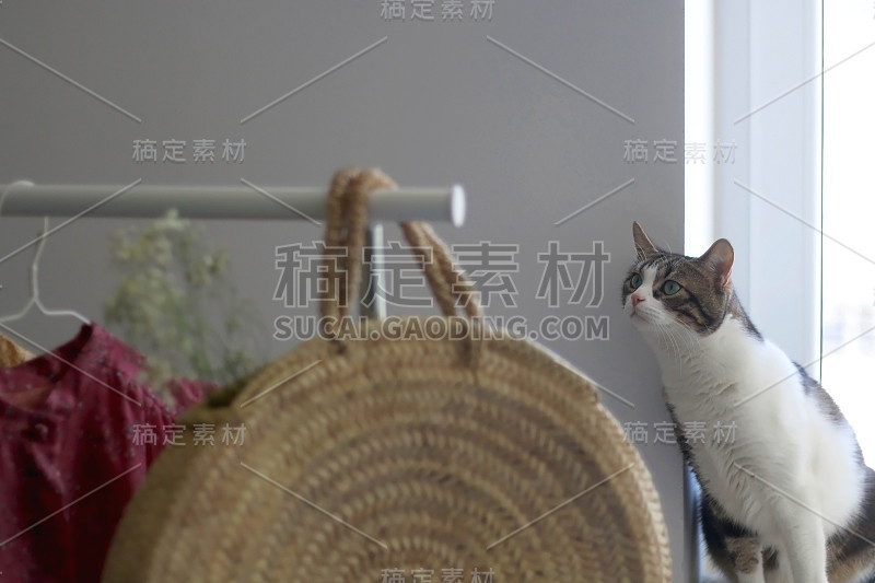 衣柜和猫