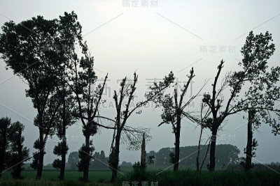 树在暴风雨