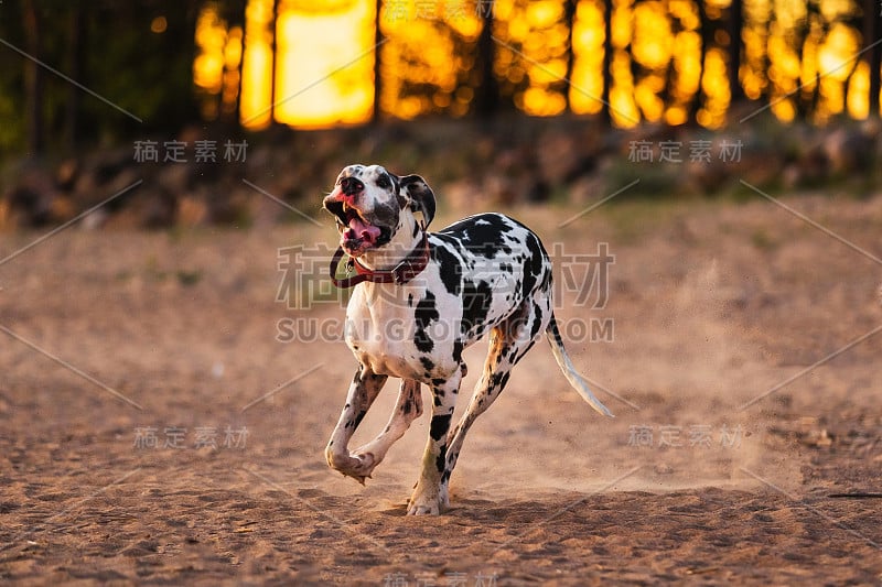 强壮苗条的大丹麦犬在森林附近的沙滩上快速奔跑