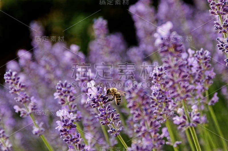 盛开的薰衣草与蜜蜂