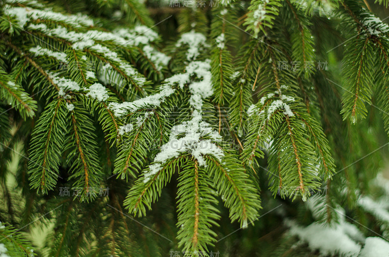 树枝下的皮毛树下的雪，色调