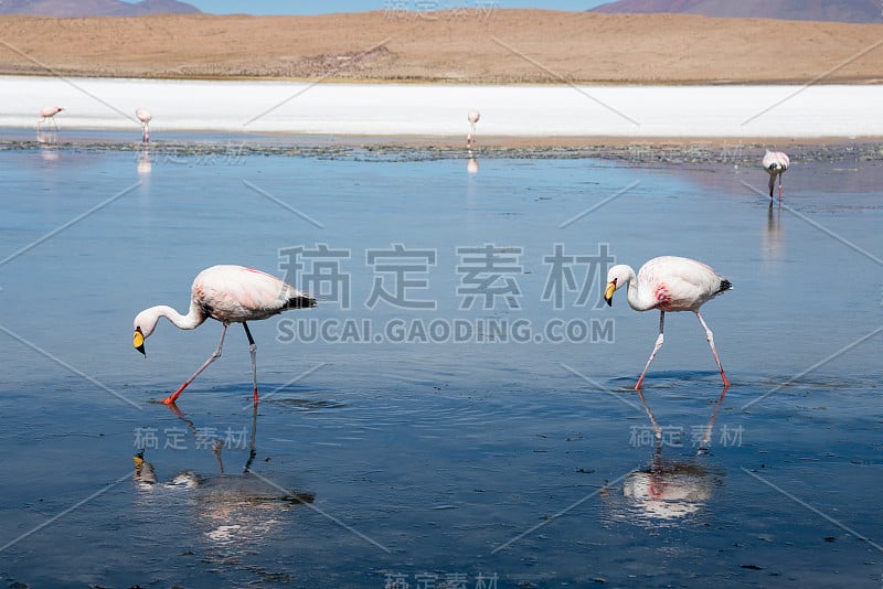 来自南美洲玻利维亚阿塔卡马山区的火烈鸟