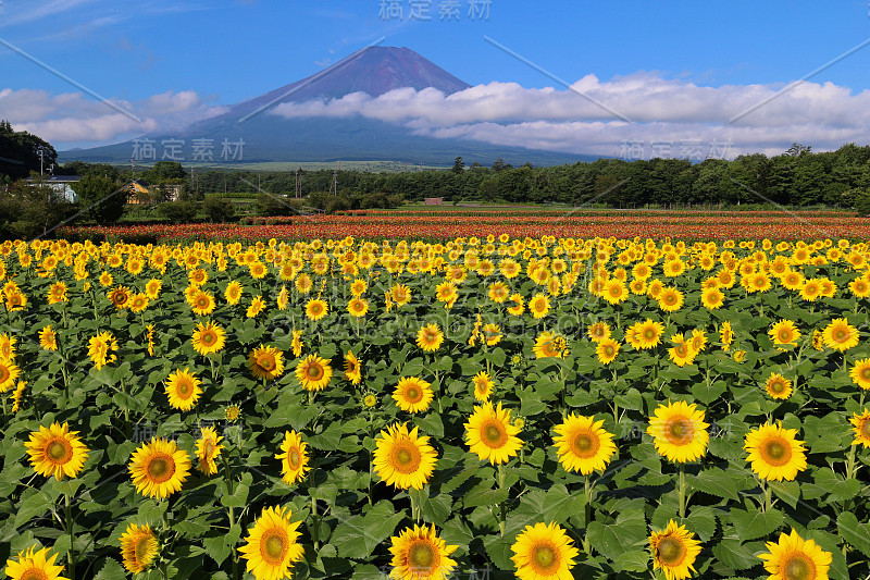 Mt.Fuji和向日葵