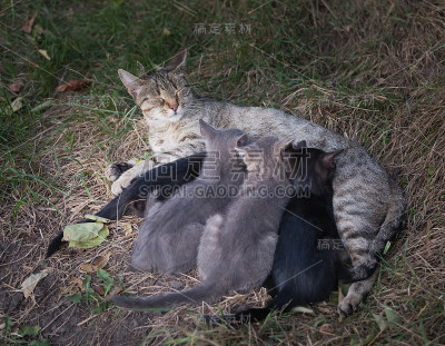 小猫喂奶