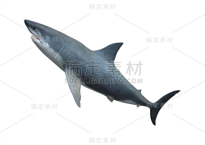 3D渲染大白鲨在白色