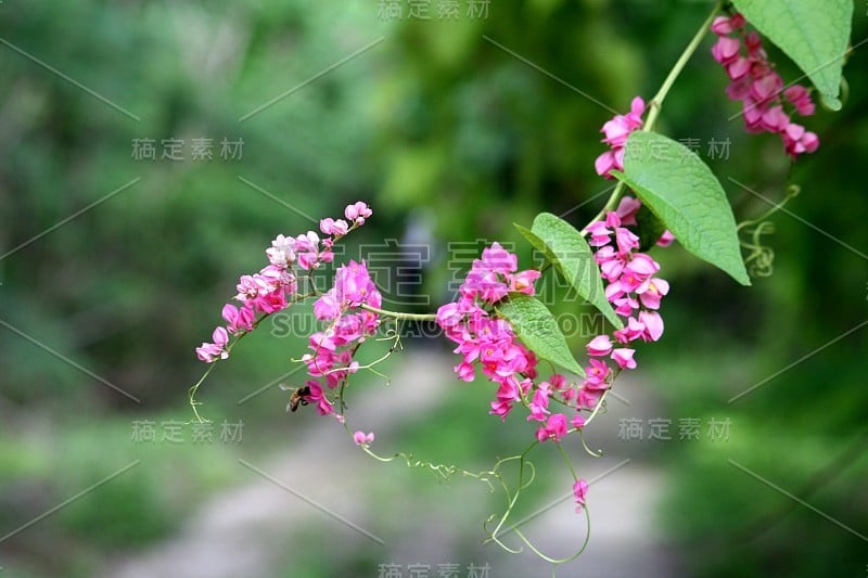 美丽的粉红色珊瑚藤茎，一只大黄蜂正在从一朵花中吮吸花蜜