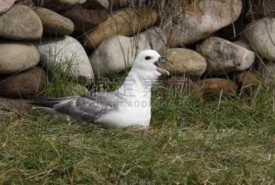 管鼻藿,Fulmarus glacialis