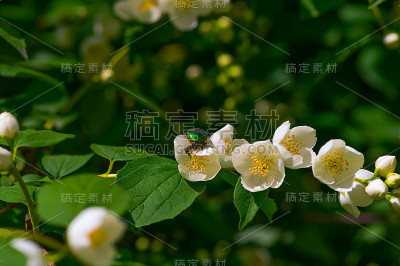 白色茉莉花上的金龟子