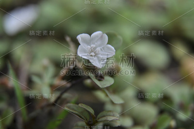 白色的花