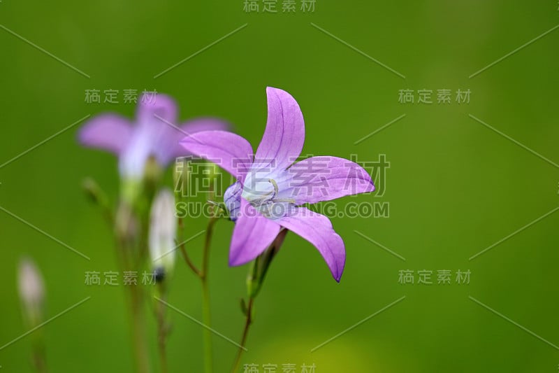 夏季草地上盛开的风信子花