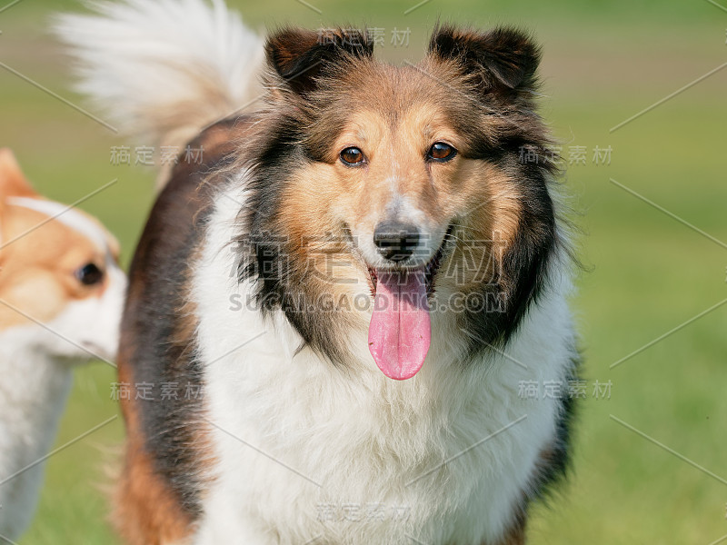 这是设得兰牧羊犬在阳光灿烂的草地上微笑着看着镜头的特写，后面跟着可爱的威尔士柯基犬。