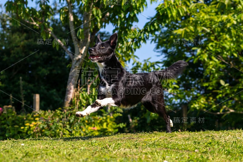 边境牧羊犬在绿树成荫的公园里玩飞盘