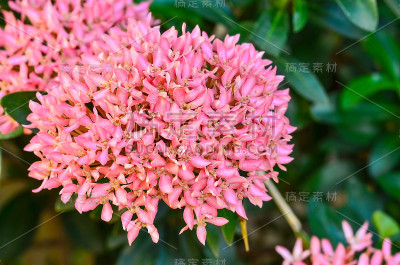 花穗