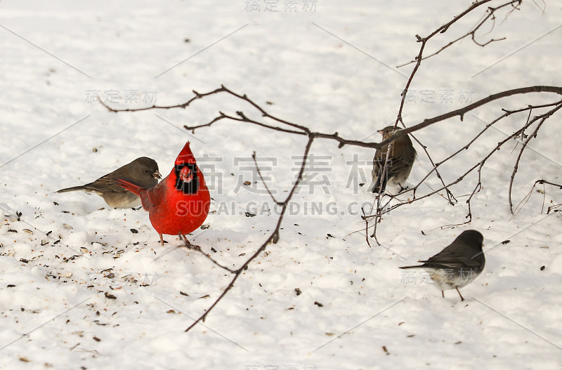 红色红衣主教和Juncos