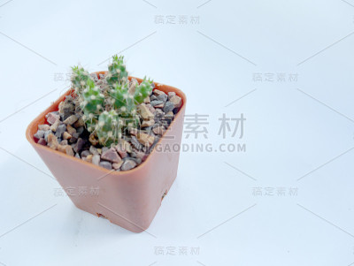 仙人掌