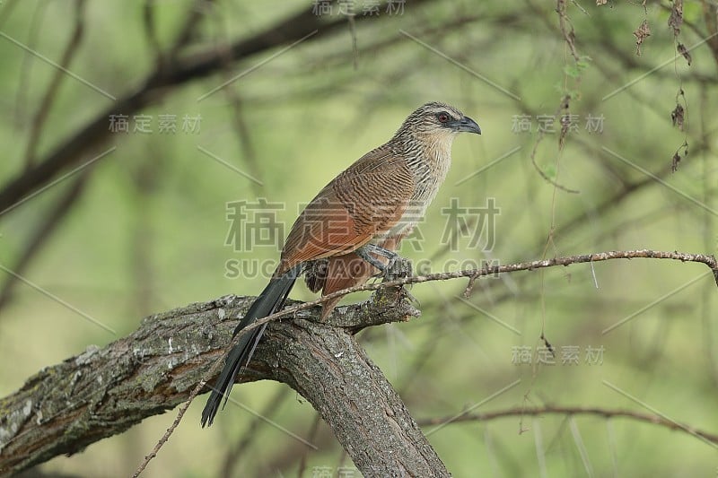 的white-browed coucal