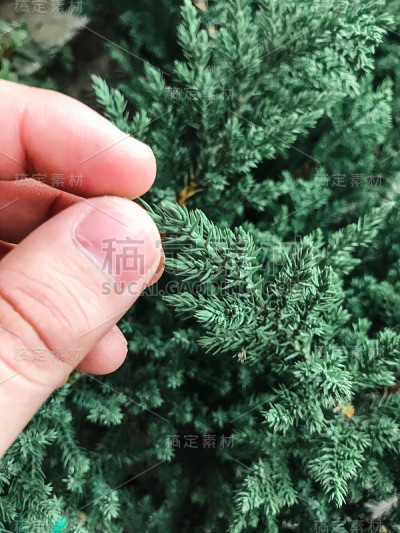 皮诺圣何塞