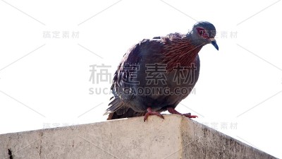 有斑点的鸽子