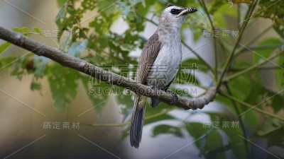 正在吃蚱蜢的黄色吐气球羚