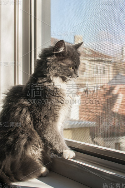 年轻的灰色的猫