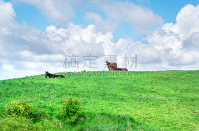夏季牧场上的马