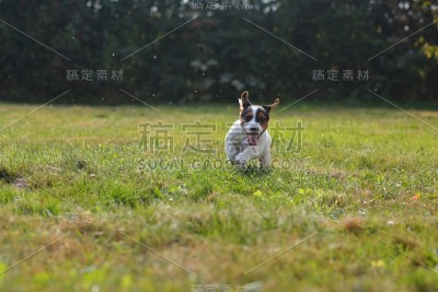 杰克拉塞尔