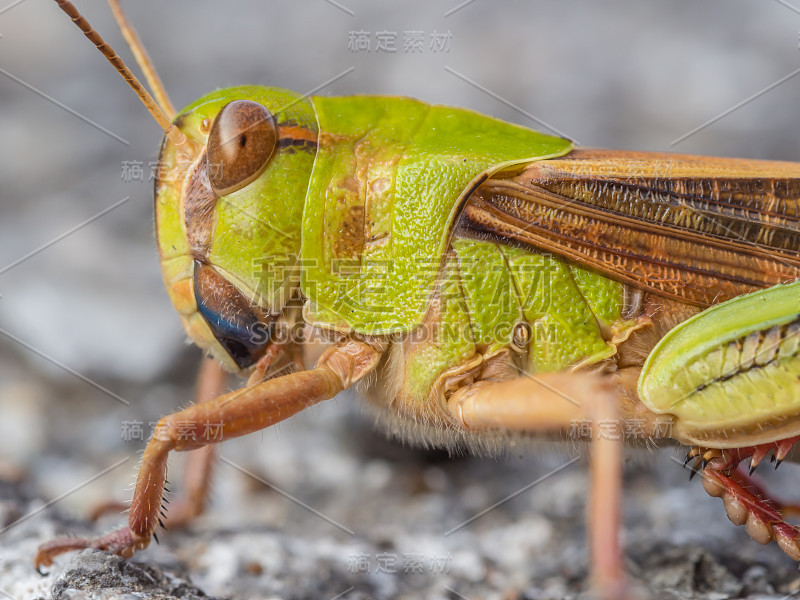 grasshopper-1