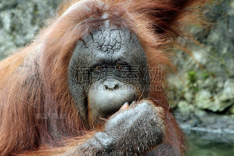 婆罗洲猩猩(Pongo pygmaeus)